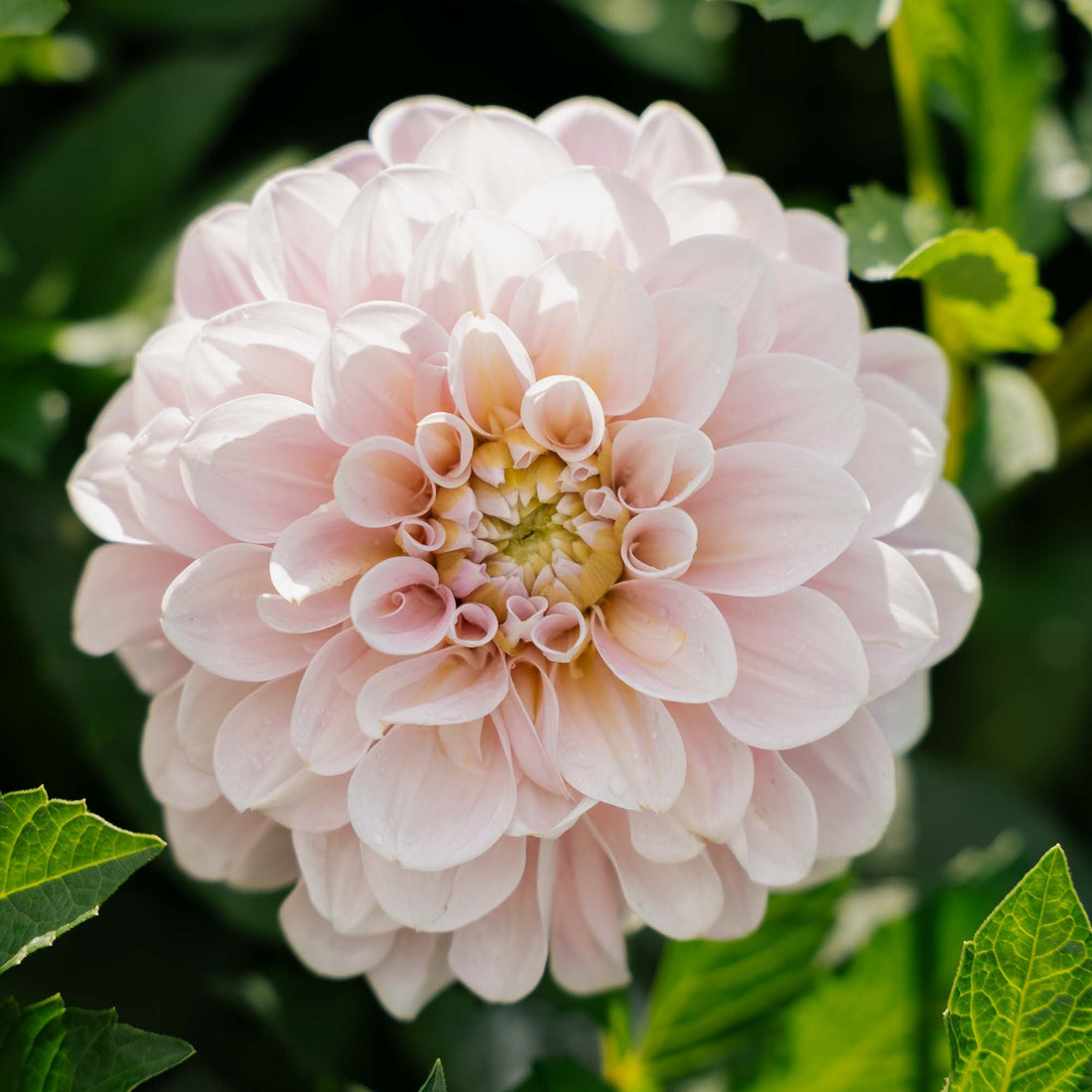 Dahlie 'Sweet Nathalie'