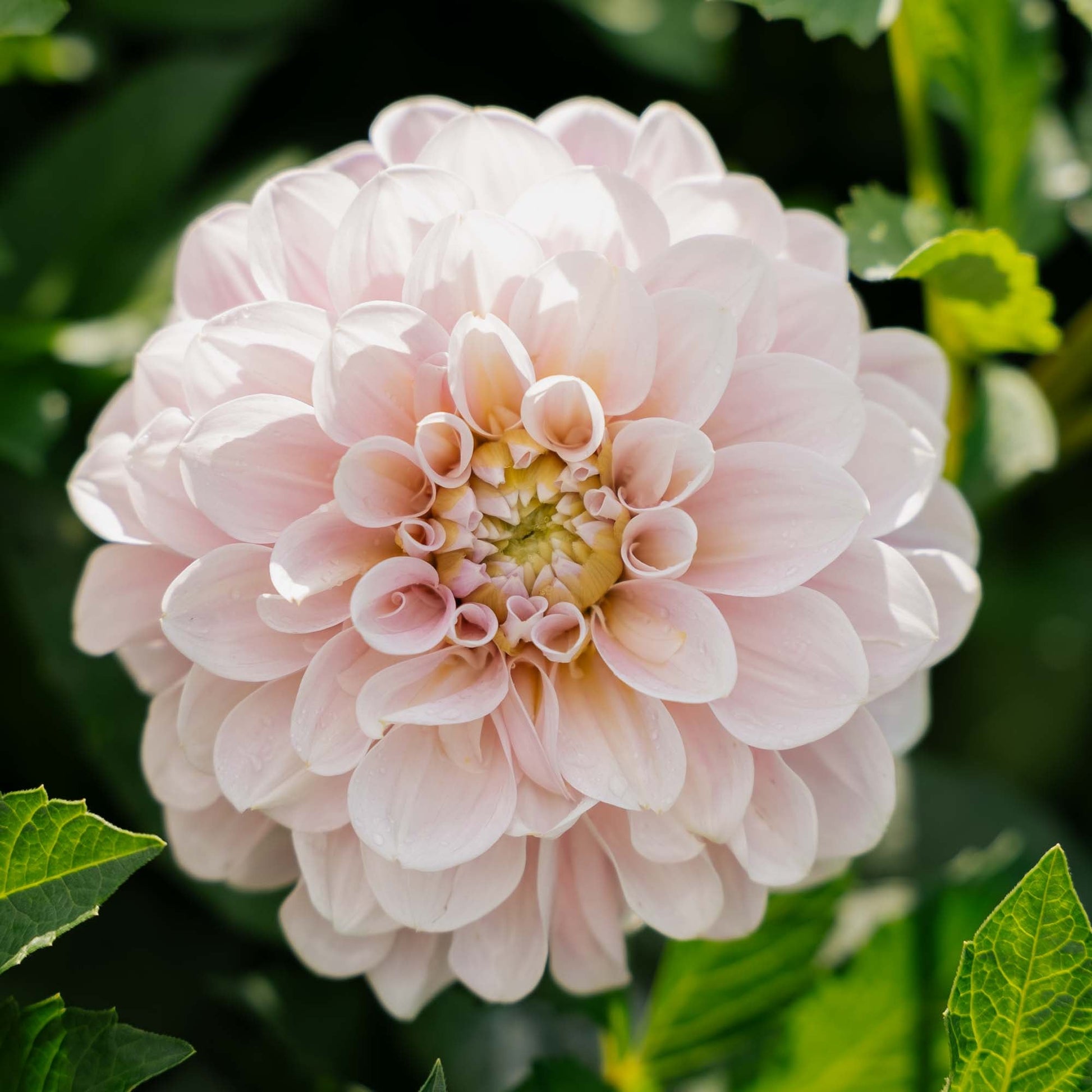 Dahlie 'Sweet Nathalie'