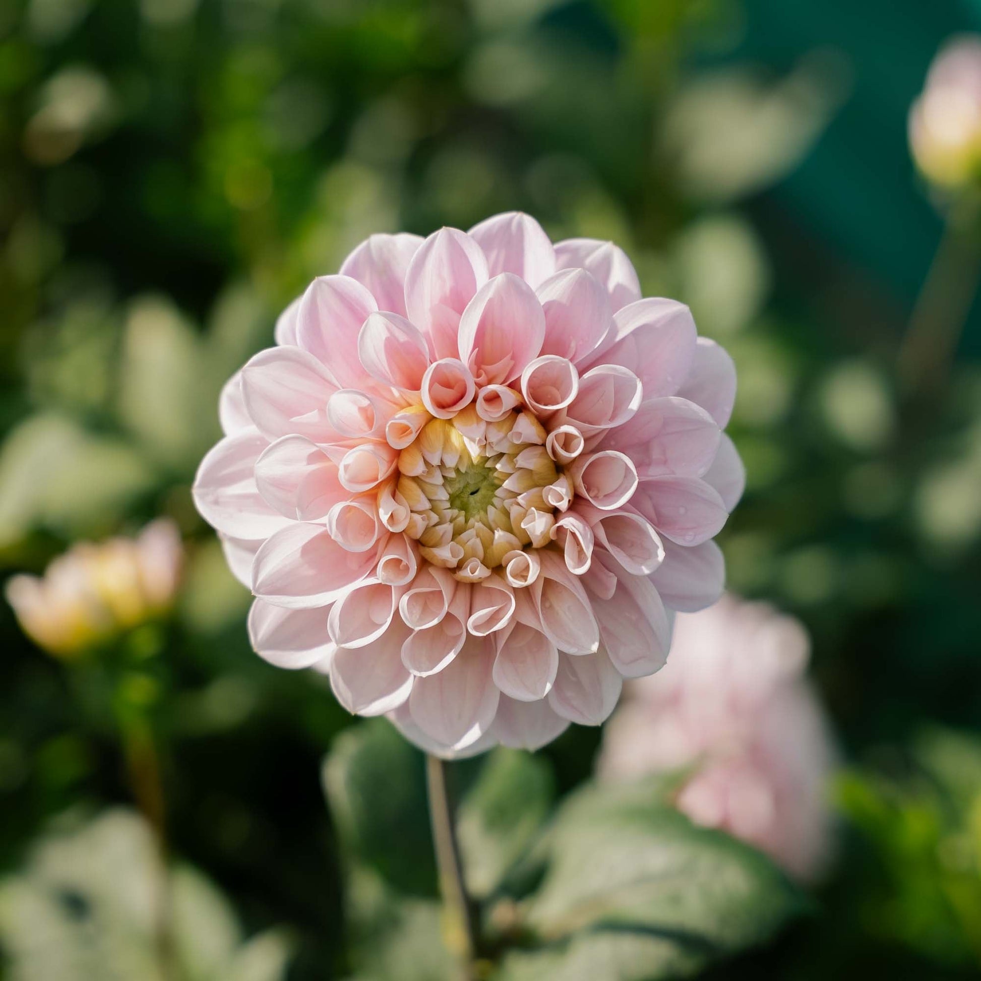 Dahlie 'Sweet Nathalie'