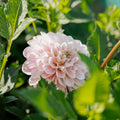 Dahlie 'Sweet Nathalie'