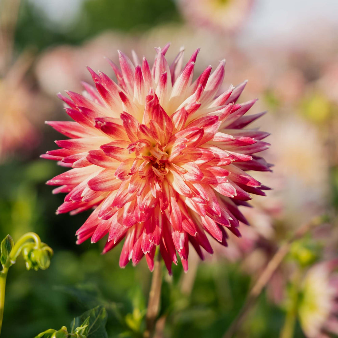 Dahlie 'Tahiti Sunrise'