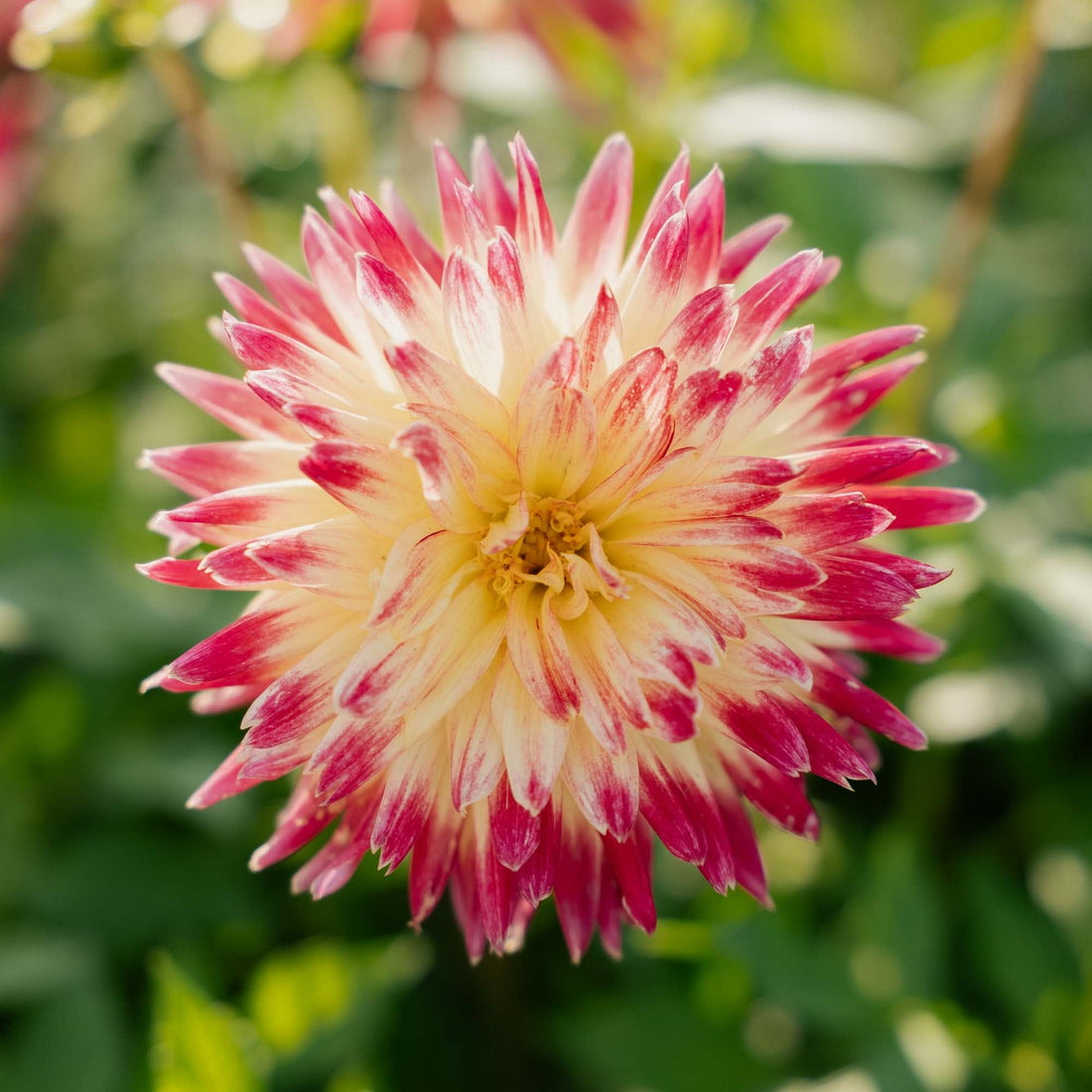 Dahlie 'Tahiti Sunrise'