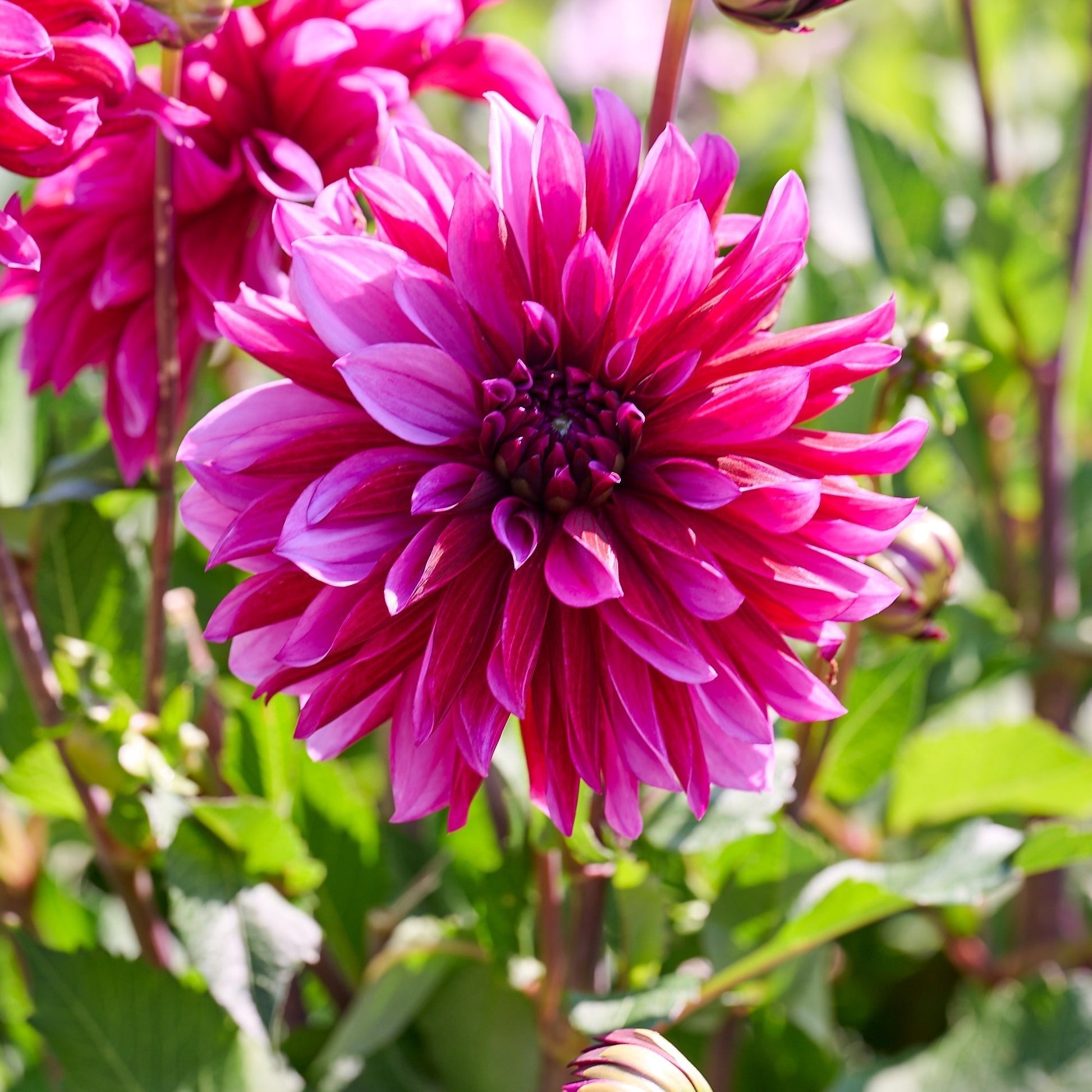 Dahlie 'Tanita'