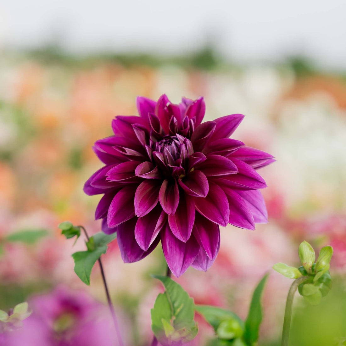 Dahlie 'Thomas A. Edison'