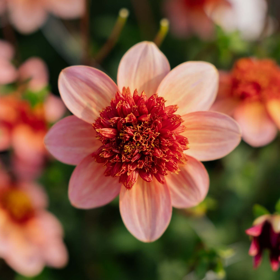 Dahlie 'Totally Tangerine'