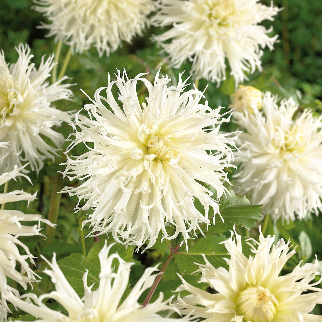 Dahlie 'Tsuki - yori - no - shisha'