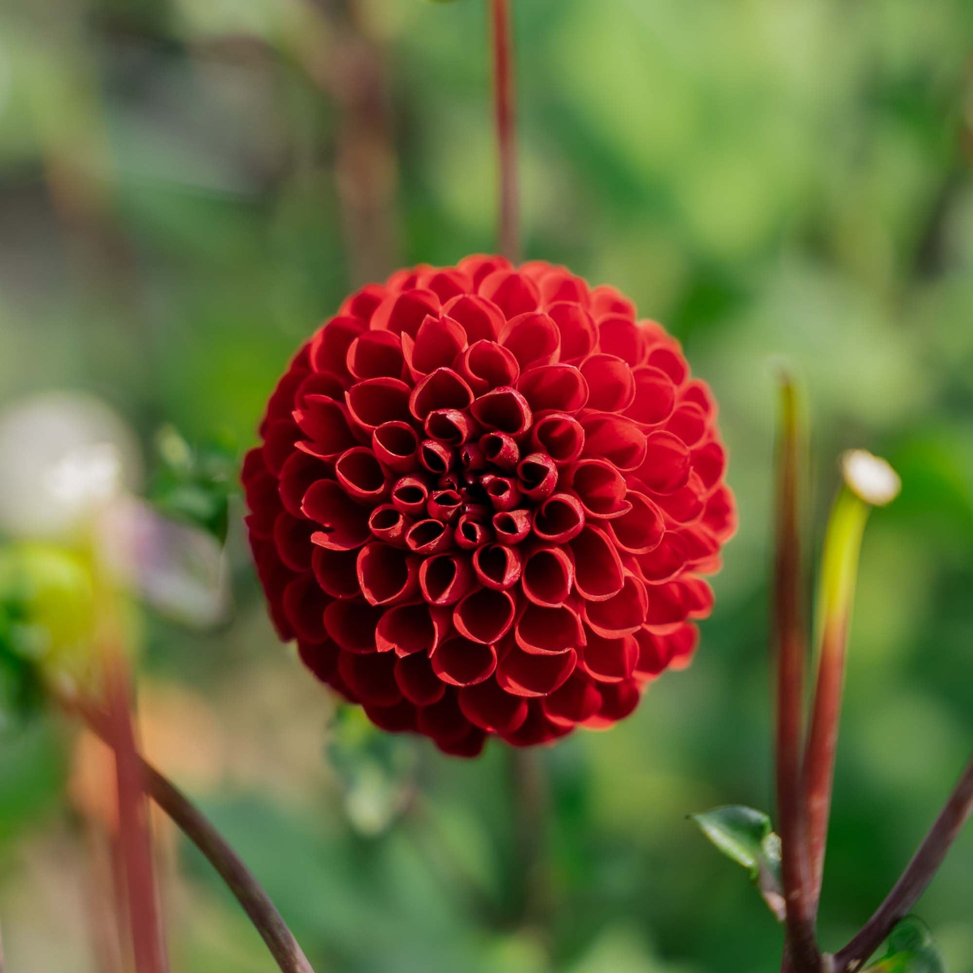 Dahlie 'Viking'