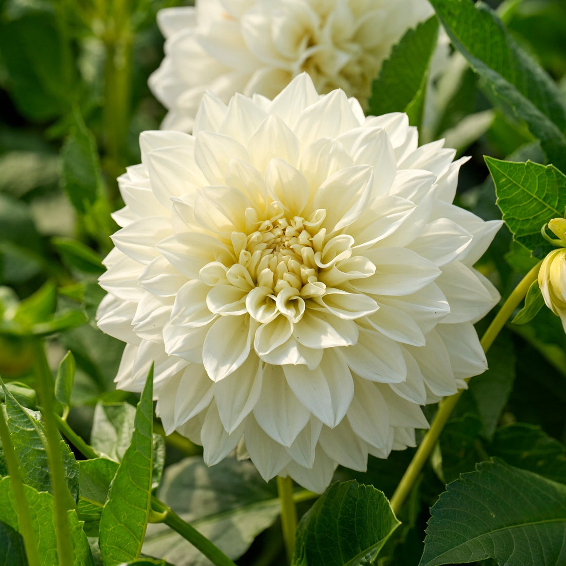Dahlie 'White Perfection'