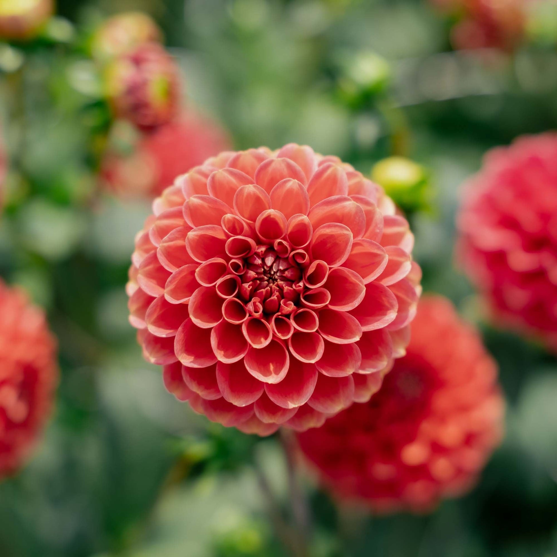 Dahlie 'Zundert Mystery Fox'