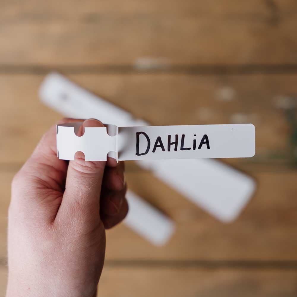 Dahlien Etiketten