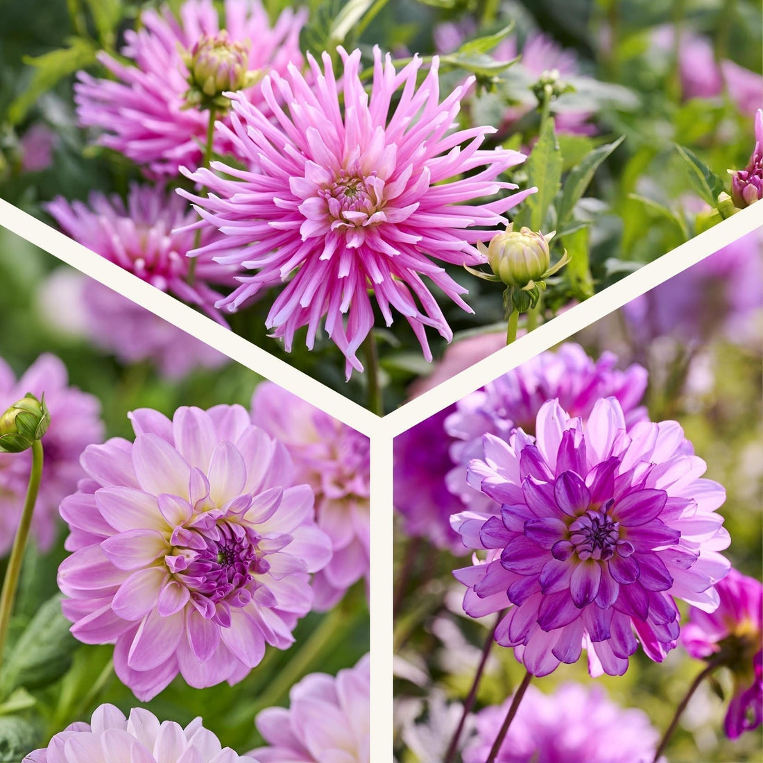 Dahlien mix 'All pink mix'