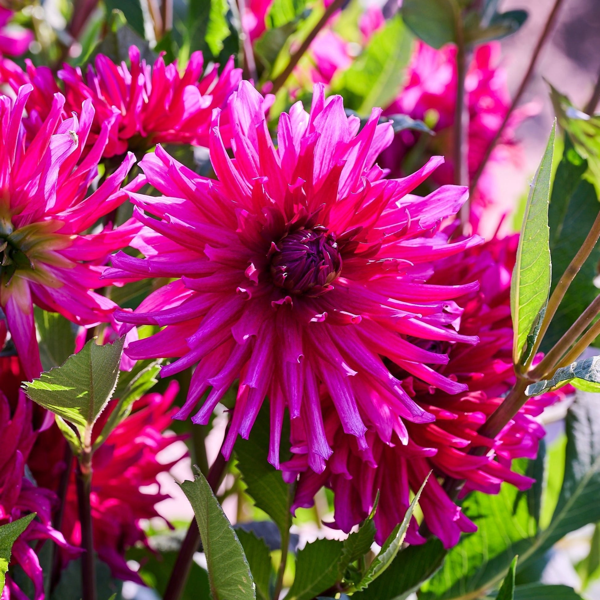 Dahlien mix 'All purple mix'