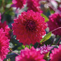Dahlien mix 'All purple mix'
