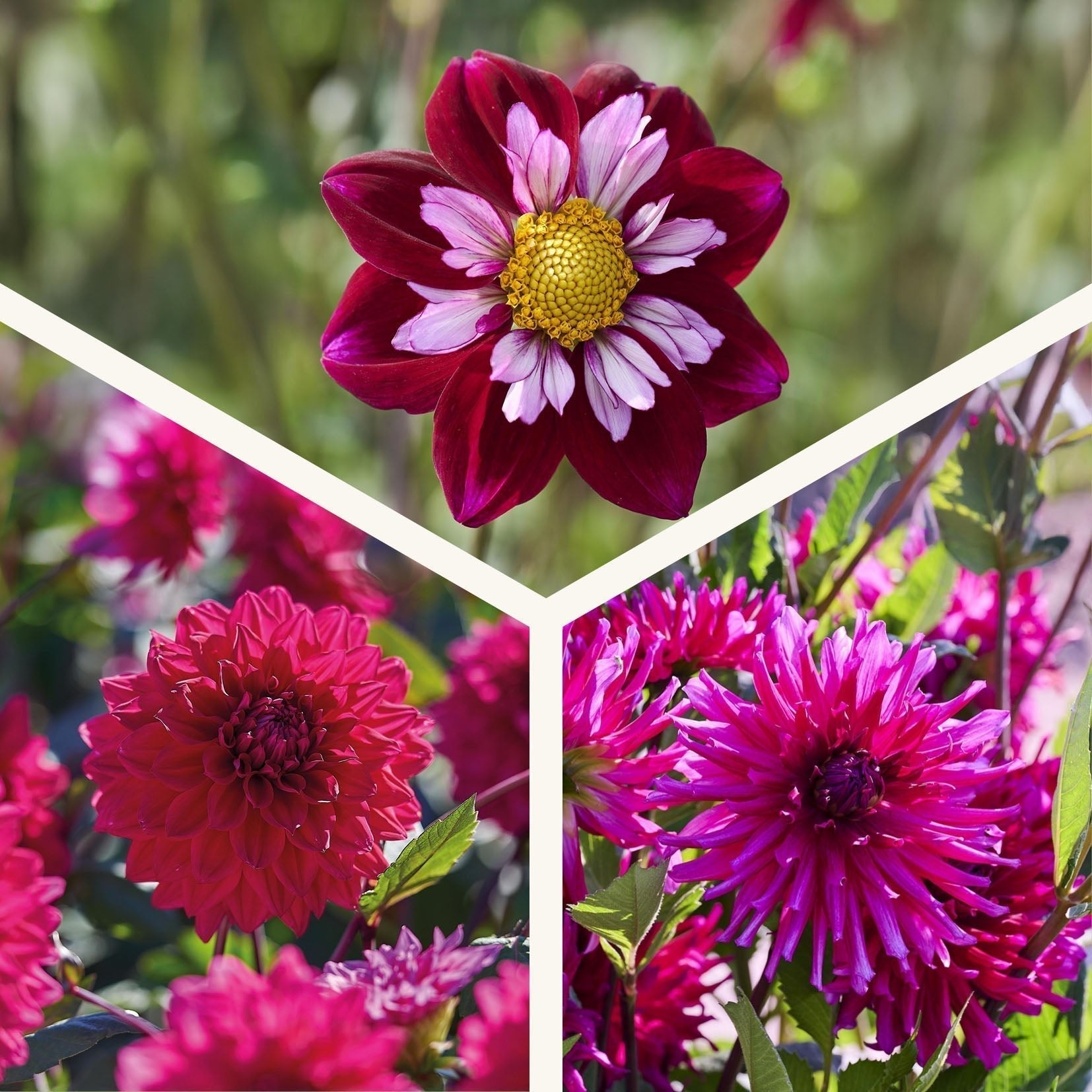 Dahlien mix 'All purple mix'