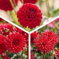 Dahlien mix 'All red mix'