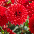 Dahlien mix 'All red mix'