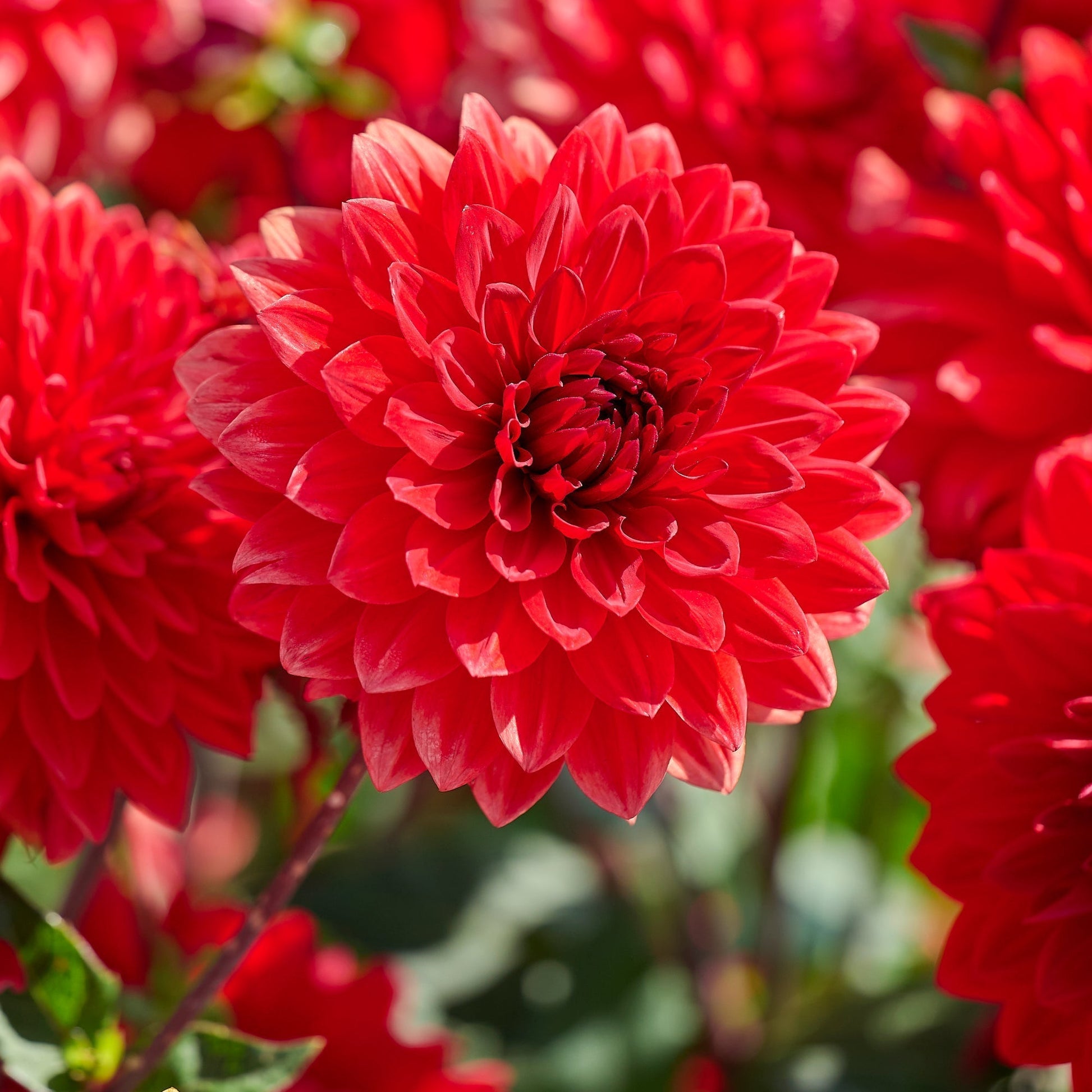 Dahlien mix 'All red mix'