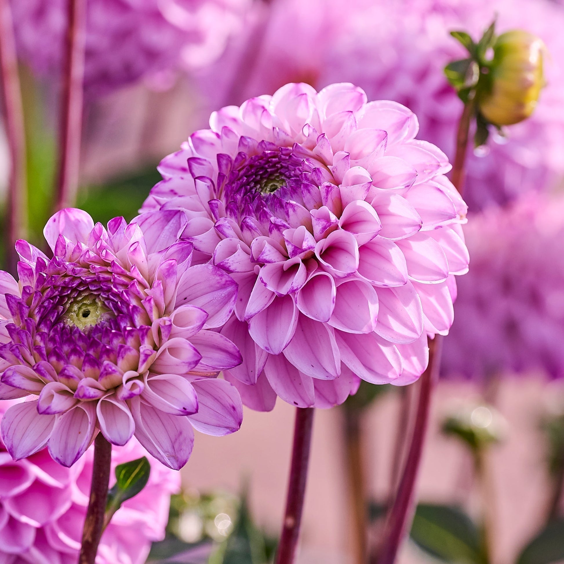 Dahlien mix 'Ball Mix'