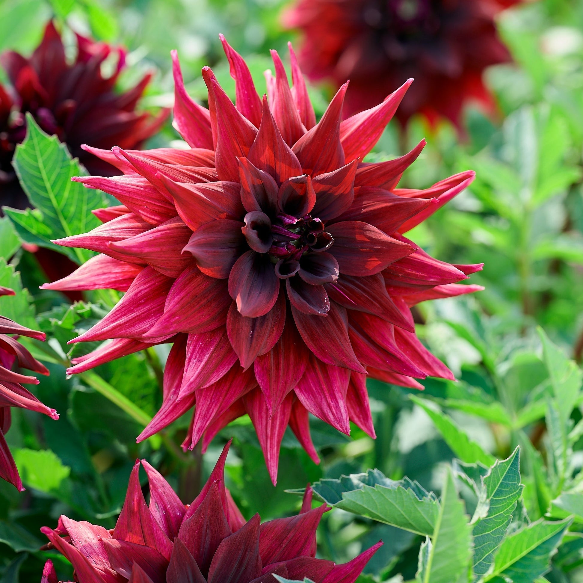 Dahlien mix 'Dark mix'