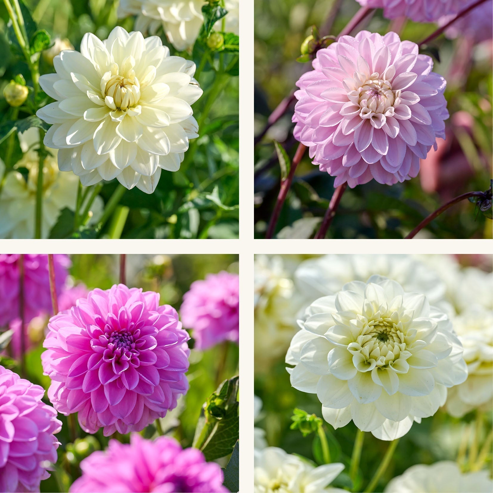 Dahlien mix 'Pastel deco Mix'