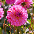 Dahlien mix 'Pink mix'