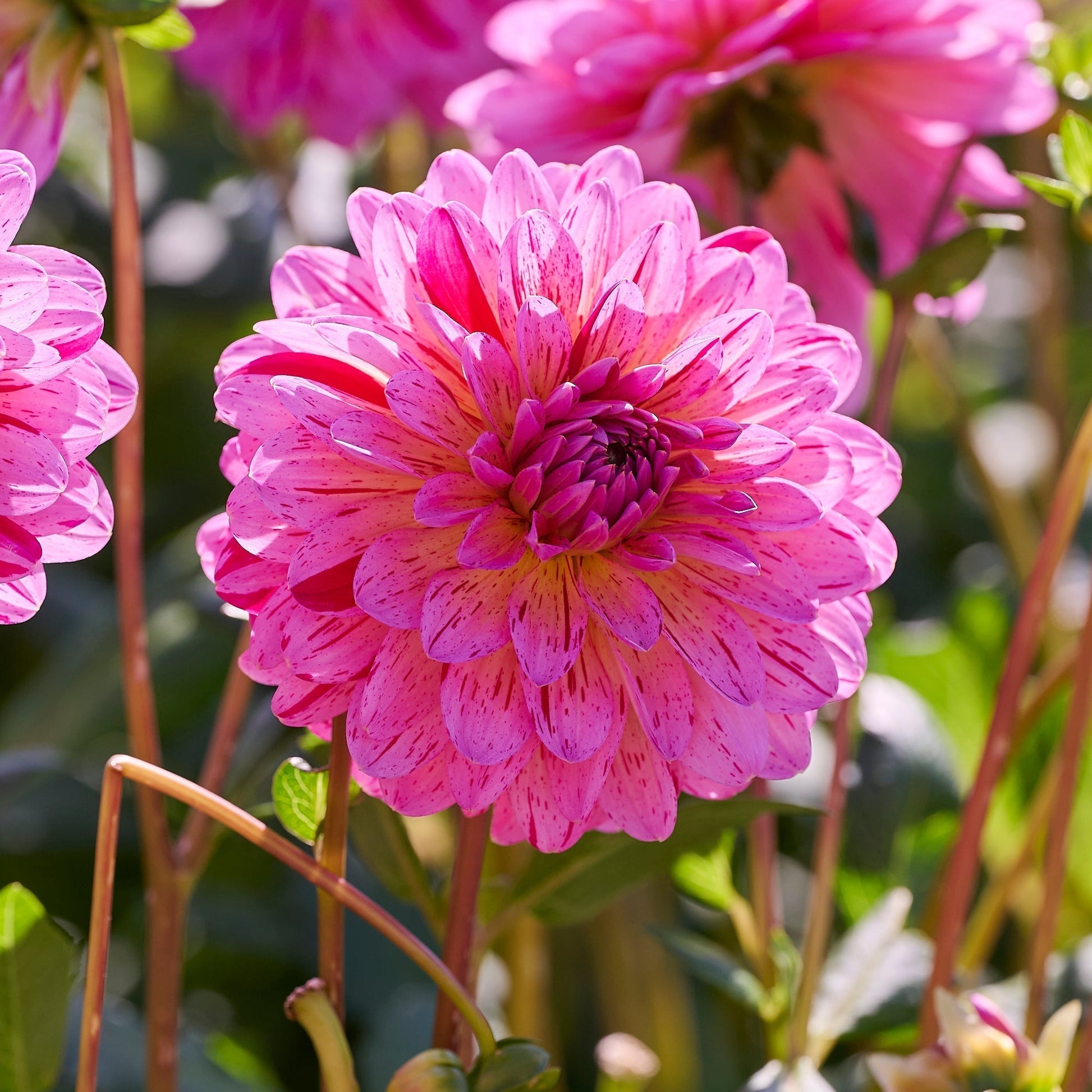 Dahlien mix 'Pink mix'