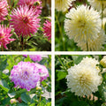 Dahlien mix 'Pink/White mix'