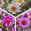 Dahlien mix 'Single Dahlie mix'