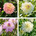 Dahlien mix 'Soft pastel Mix'
