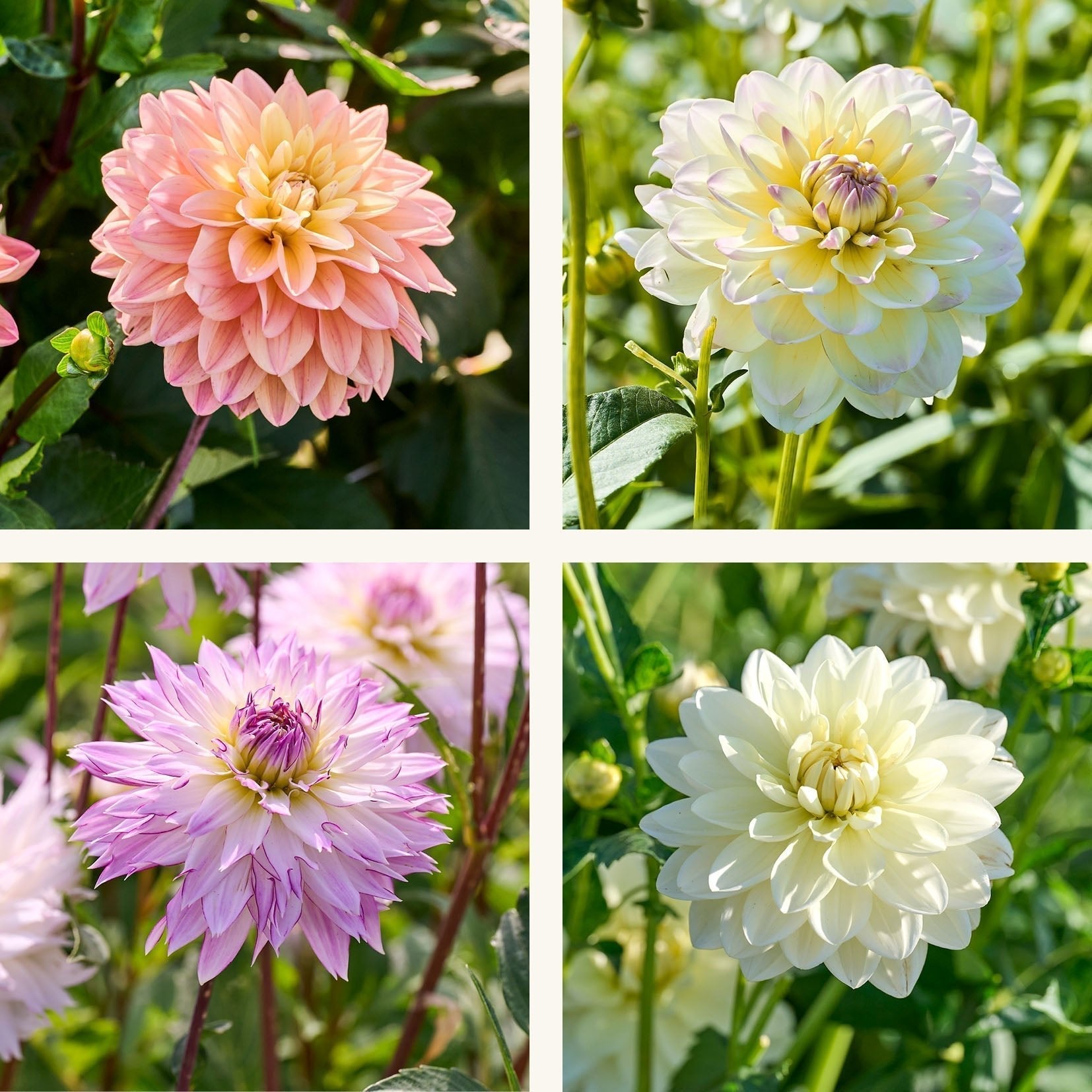Dahlien mix 'Soft pastel Mix'