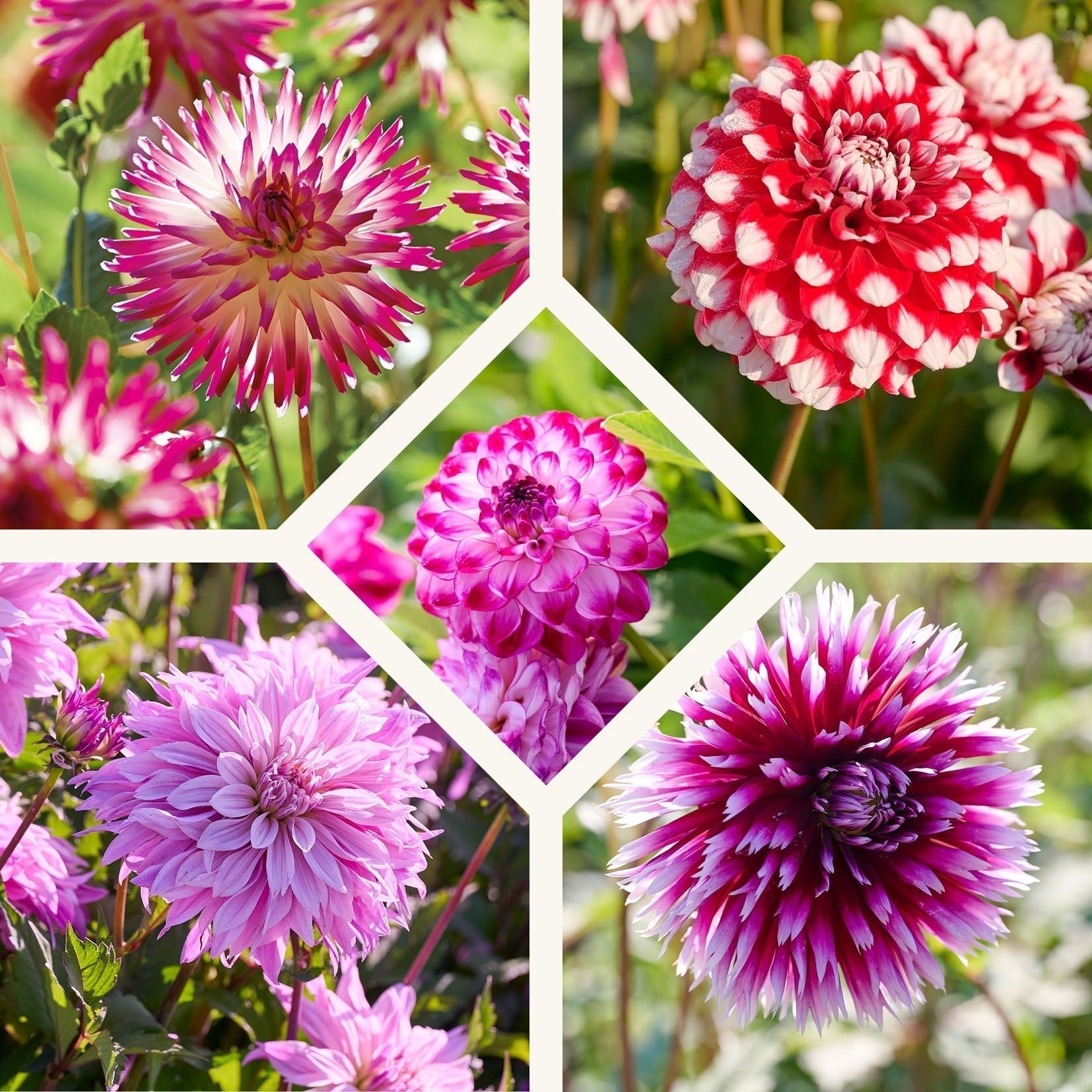 Dahlien mix 'Touch of white'