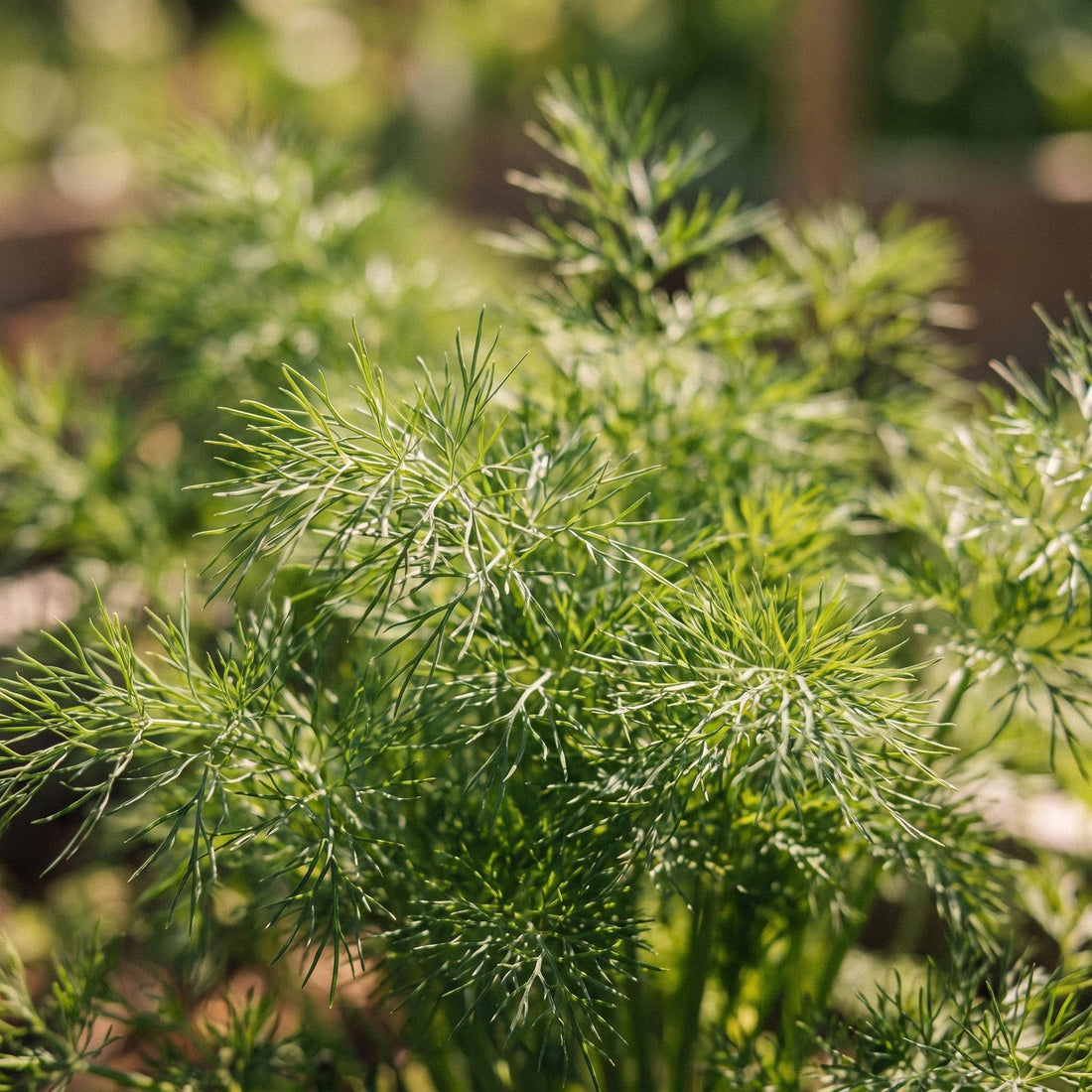 Dillsamen 'Tetra dill' - 300 Bio-Samen