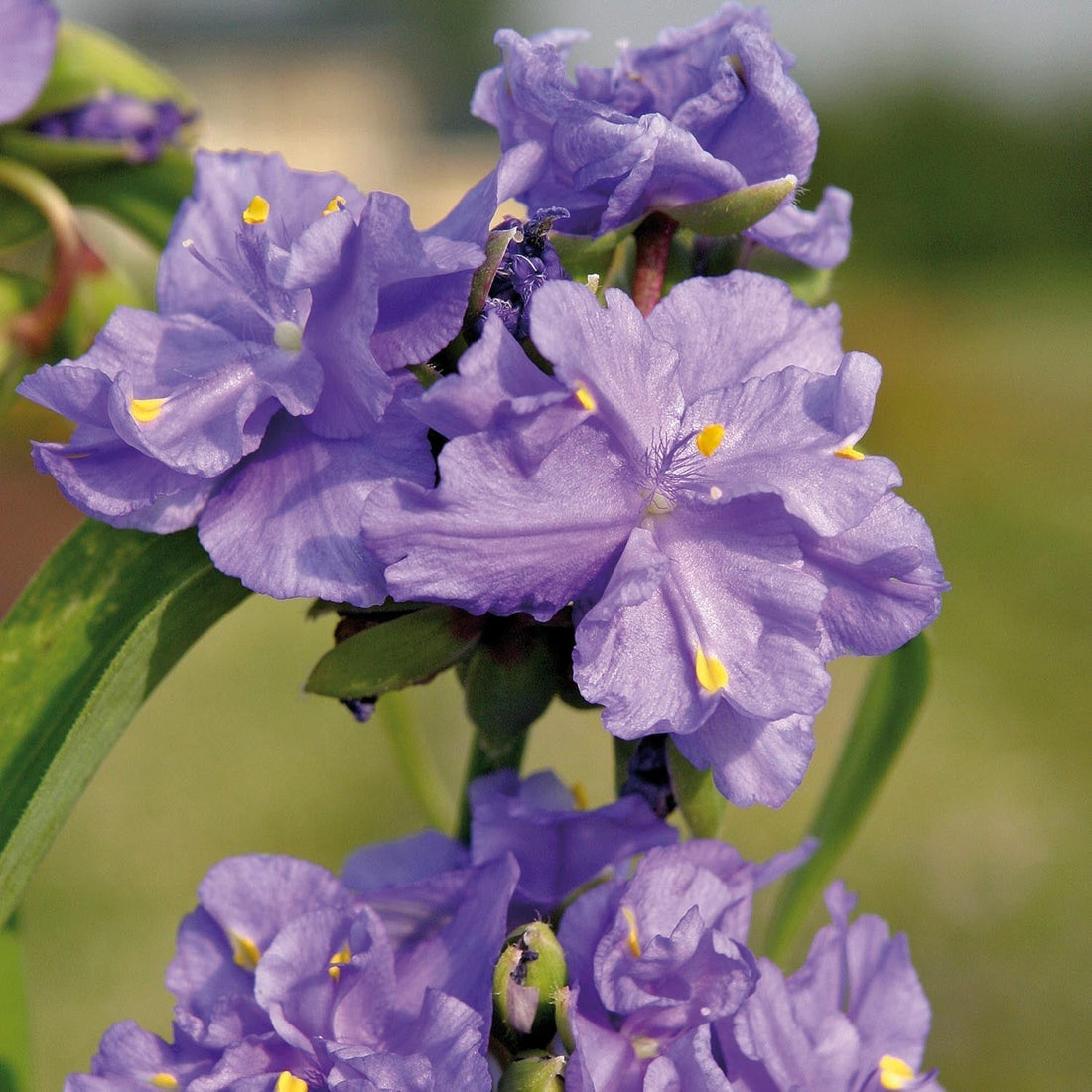 Dreimasterblume, Tradescantia 'Zwanenburg Blue'