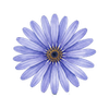 Blumensamen