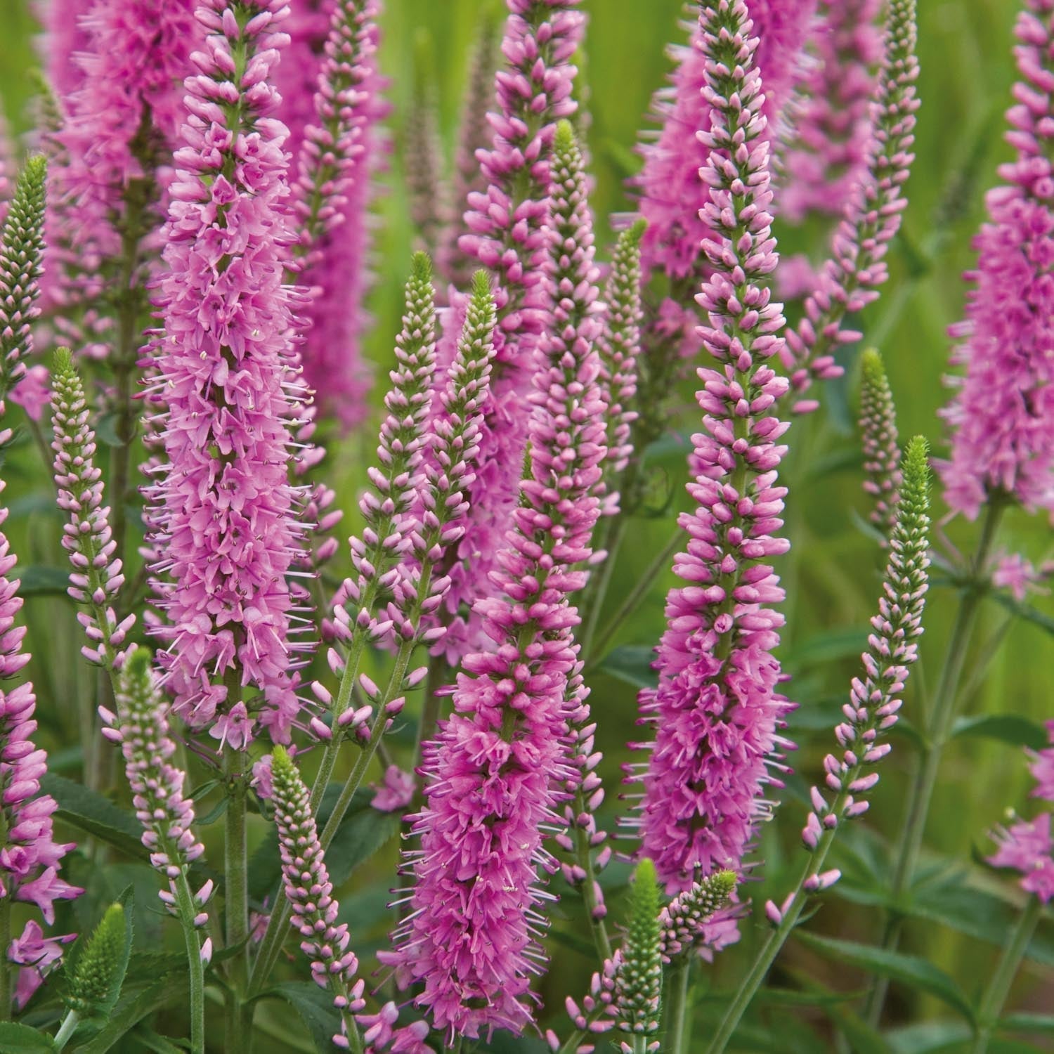 Ehrenpreis, Veronica 'Heidekind'