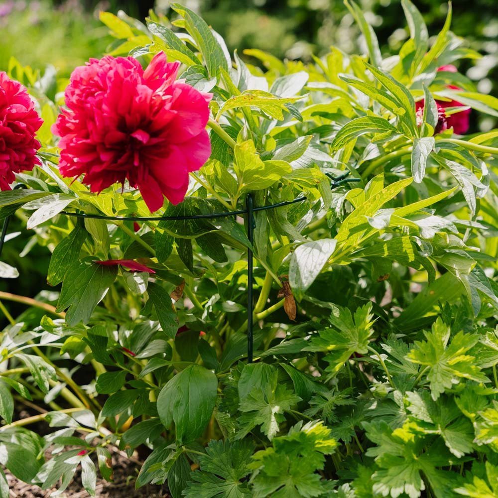 Einfacher Pflanzensupport Ring, L: 40 cm B: 40 cm H: 61 cm