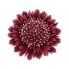 Blumensamen