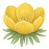 Winterlinge Knollen / Eranthis