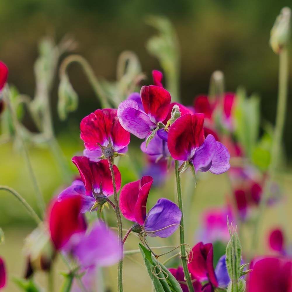 Erbsenblume Samen 'Sweet Pea' - 30 Biosamen