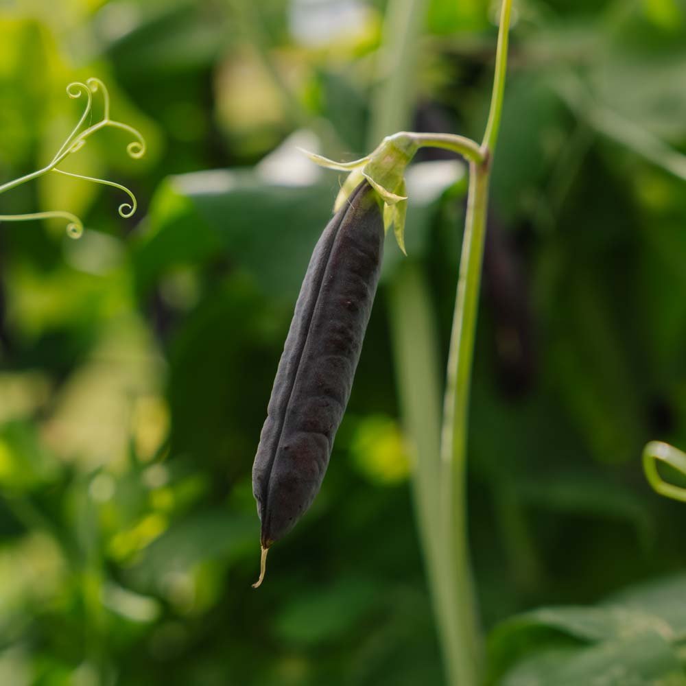 Erbsensamen 'Blauwschokker' - 50 Biosamen