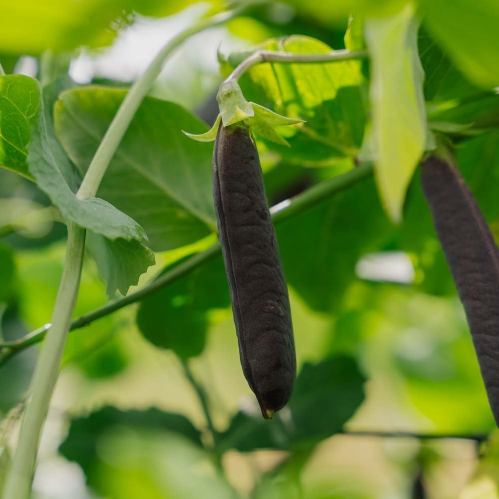 Erbsensamen 'Blauwschokker' - 50 Biosamen