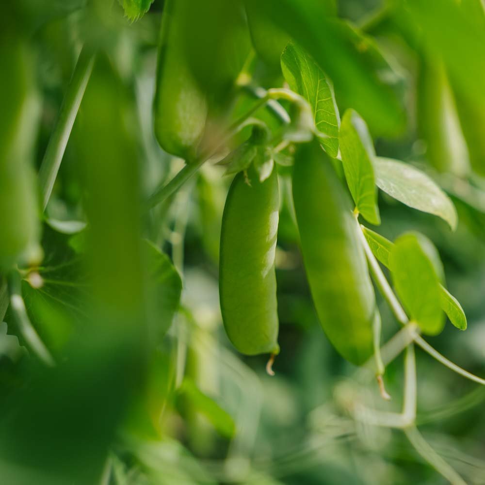 Erbsensamen 'Eerste Vroege Mei' - 50 Biosamen