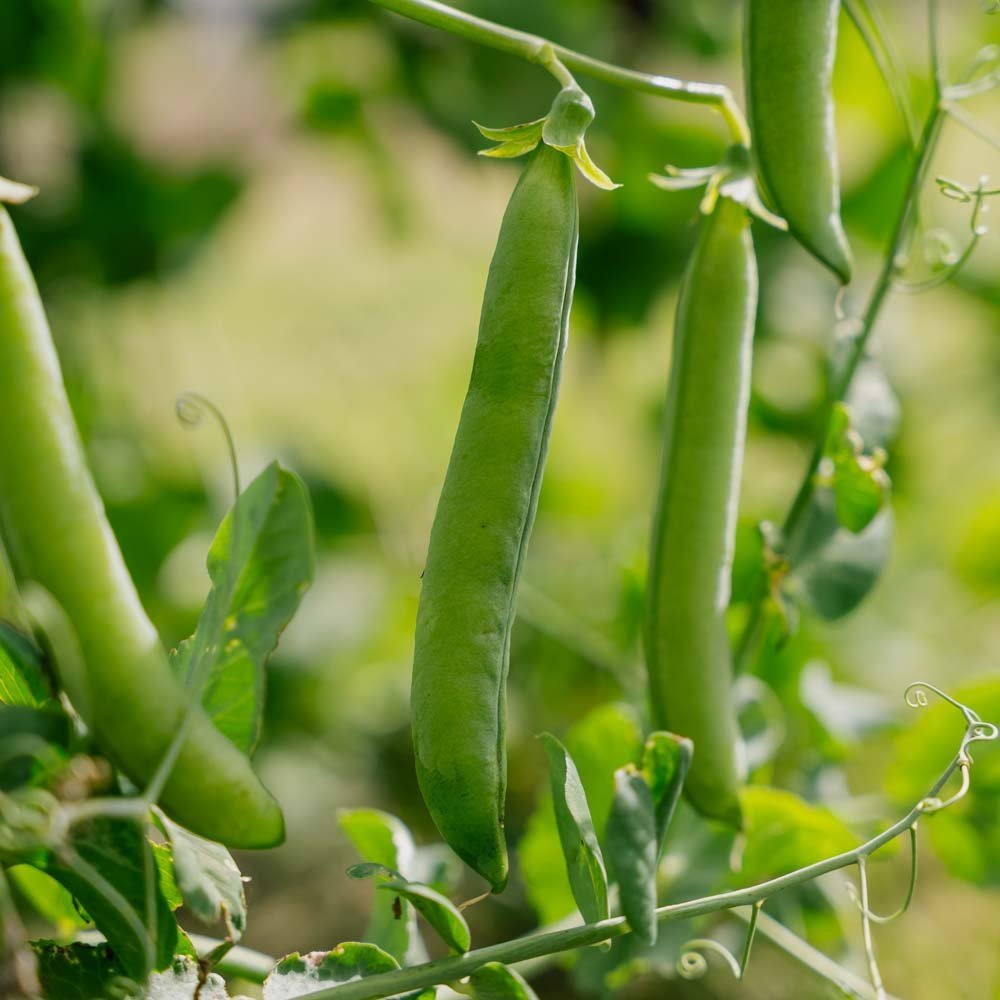 Erbsensamen 'Kelvedon Wonder' - 50 Biosamen