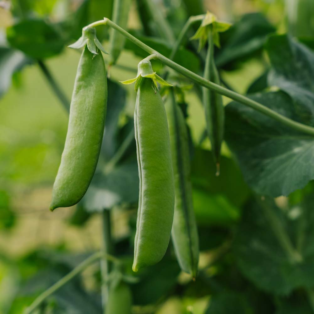 Erbsensamen 'Kelvedon Wonder' - 50 Biosamen