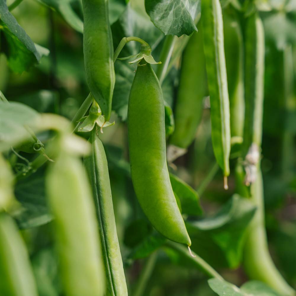 Erbsensamen 'Kelvedon Wonder' - 50 Biosamen