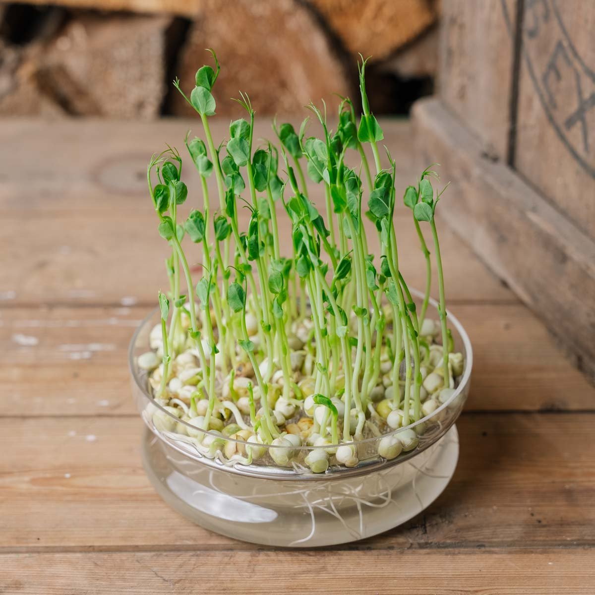 Erbsensprossen Microgreen Samen - 100 Biosamen