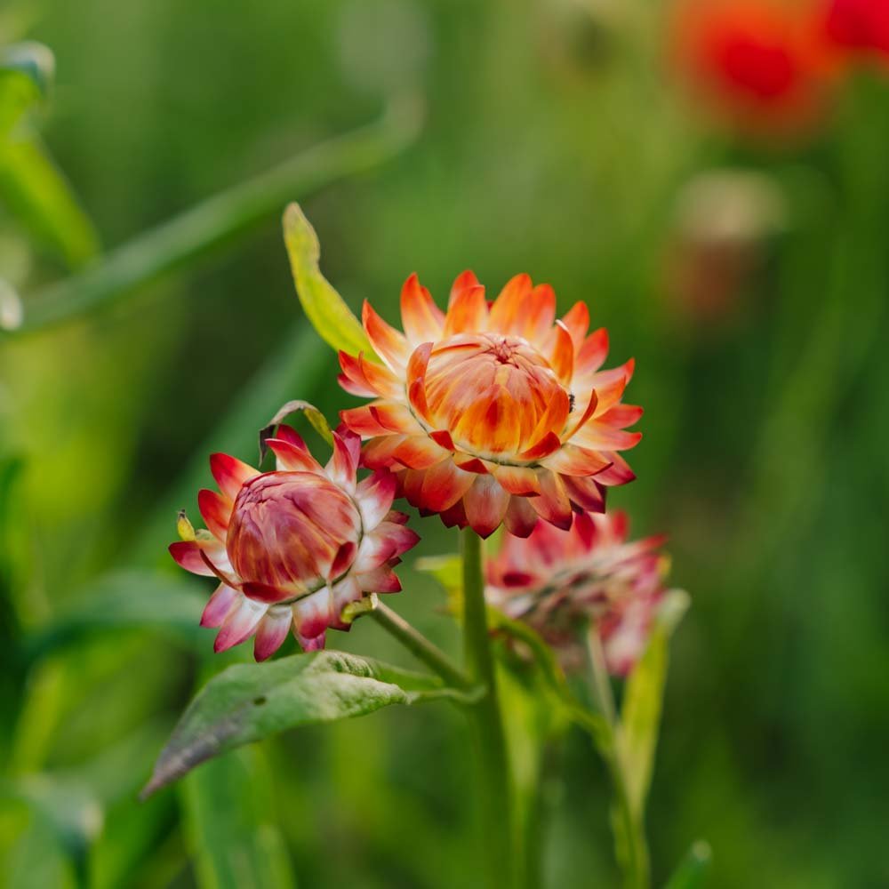 Evighedsblomst 'Tall Straw Flower' - 200 Økologiske Frø