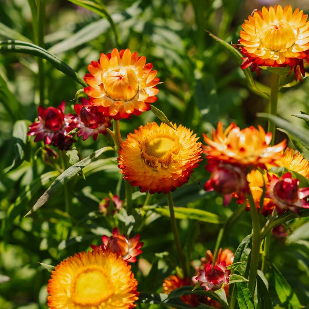 Evighedsblomst 'Tall Straw Flower' - 200 Økologiske Frø