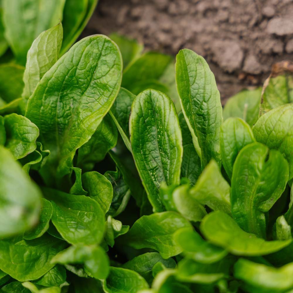 Federkohl Samen 'Vit' - 200 Biosamen
