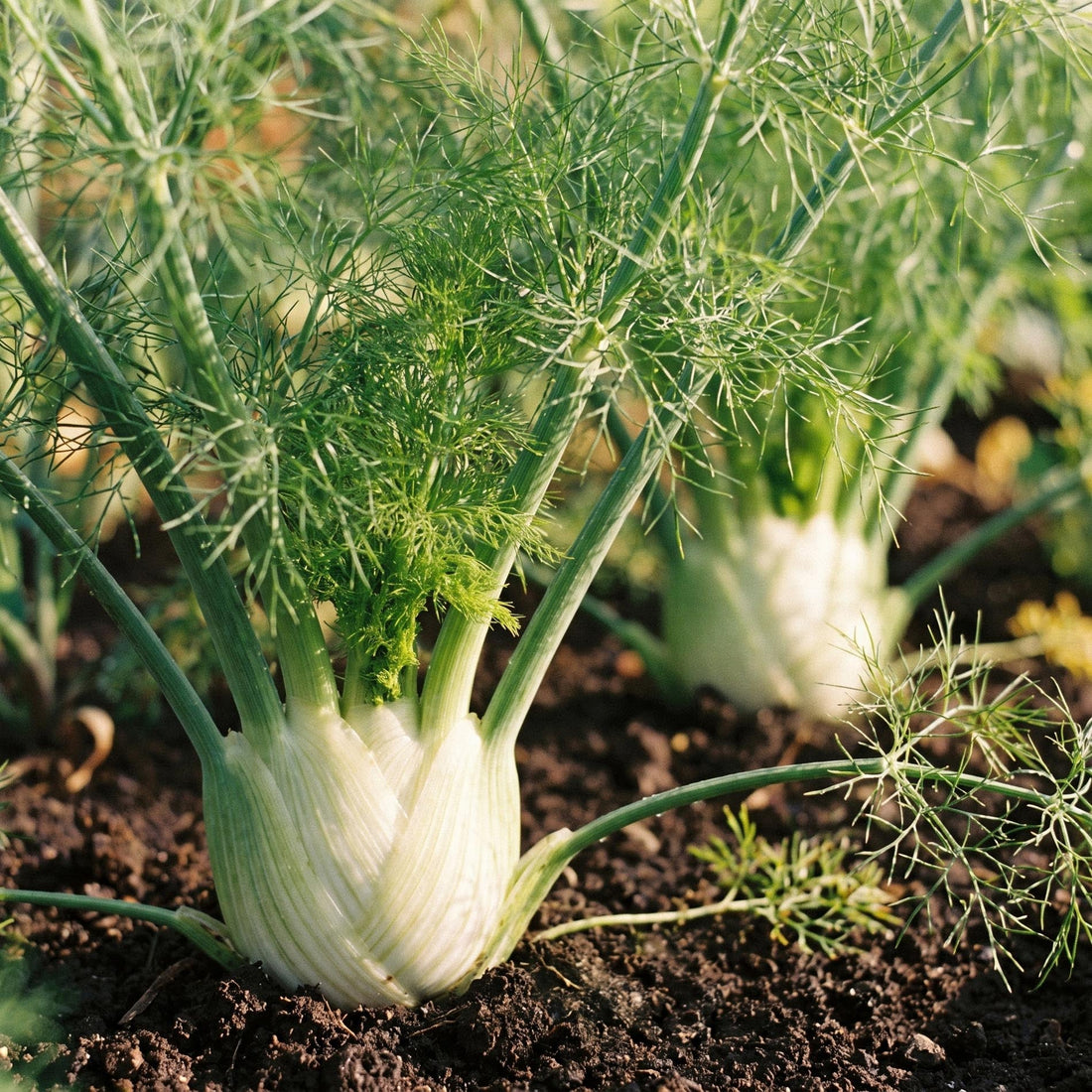 Fenchelsamen 'Fino' - 40 Bio-Samen